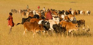 maasai